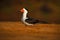 Black Skimmer, Rynchops niger, exotic bird in the nature habitat, bird sitting in the cost sand, Rio Negro, Pantanal, Brazil