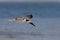 Black Skimmer (Rynchops niger) flying.