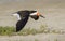 Black skimmer (Rynchops niger) flying over the beach