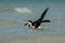 A black skimmer Rynchops niger splashes and grroms in the Gul