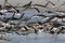 Black Skimmer Seabirds in Flight