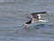 Black Skimmer Skimming