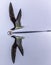 A Black Skimmer skimming the water