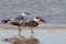 Black Skimmer standing with a Laughing Gull nonbreeding