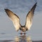 Black Skimmer taking flight - Crystal River, Florida