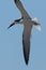 Black Skimmer in Texas USA