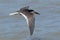 Black Skimmer in Texas USA