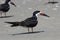 Black Skimmer in Texas USA