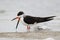 Black Skimmer yawning- Crystal River, Florida