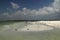 Black Skimmers