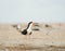 A Black Skimmers calling on the beach with a least tern in the background