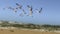 Black Skimmers In Flight over the Sand Dunes