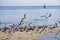 Black Skimmers flying along shore