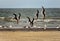 Black skimmers flying by on the beach.