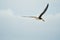 A Black Skimmers flying over the beach