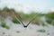 A Black Skimmers flying over the beach