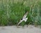 A Black Skimmers flying over sea oats and the beach