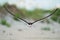 A Black Skimmers flying over sea oats and the beach