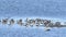 Black Skimmers Sitting on an Island in the Marsh