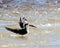 black skimmers standing in shallow seawater