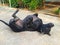 Black skin dog laying upside down on his back