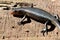 Black Skink in Queensland Australia