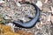 Black Skink: Western Australia