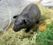 Black skinny guinea pig close-up in container