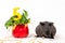 Black skinny guinea pig with vegetable cake