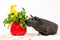 Black skinny guinea pig with vegetable cake