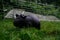 Black skinny pig