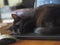 Black sleepy cat on the laptop keyboard