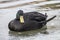 Black sleepy duck on the ice