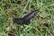 Black Slug.