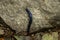 Black Slug Arion Ater Arionidae Eupulmonata Purple