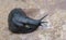 Black slug Arion ater with exposed pneumostome