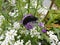 Black Slug, Arion ater, on the flowers in the garden. Germany