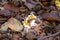 A black slug or black Arion, on a fungus in a forest in Scania, southern Sweden