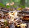 A black slug or black Arion, on a fungus in a forest in Scania, southern Sweden