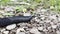 Black slug with horns crawls over pebbles