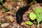 Black slug Limax cinereoniger