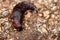 Black slug in a road