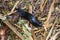 Black Slug on vegetable patch