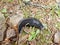 Black slug with a white stripe