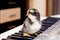 Black small chicken on the keys of the piano. The first steps i