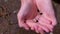 Black small frog tadpoles swimming in woman hands in water on nature.