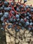 Black small grapes with red branches of plants in winter season