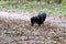 Black small hunting dog Dachshund breed runs through the forest. Autumn forest, yellow leaves, animal to hunt.