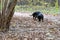 Black small hunting dog Dachshund breed runs through the forest. Autumn forest, yellow leaves, animal to hunt. The dog sniffs