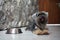 Black small mixed breed dog smiling and lying down on the floor with stainless steel dog bowl